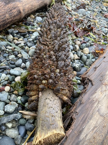 Gunnera manicata (gunnera)
