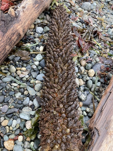 Gunnera manicata (gunnera) (alternate view 2)