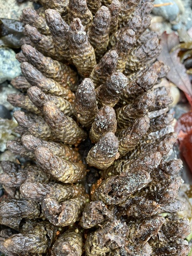Gunnera manicata (gunnera) (alternate view 3)