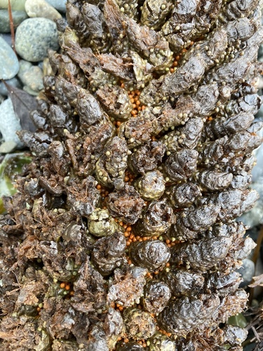 Gunnera manicata (gunnera) (alternate view 4)