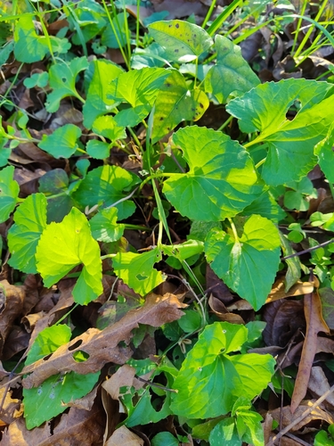 Viola missouriensis (Missouri Violet) (alternate view 4)