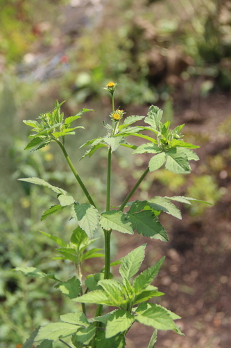 Bidens pilosa (Hairy Beggarticks)