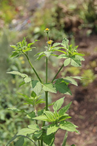 Bidens pilosa (Hairy Beggarticks) (alternate view 2)