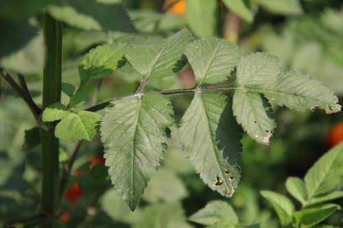 Bidens pilosa (Hairy Beggarticks) (alternate view 3)