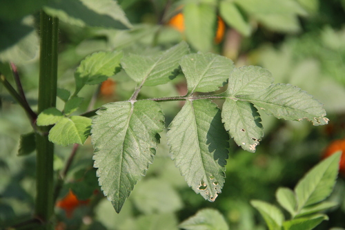 Bidens pilosa (Hairy Beggarticks) (alternate view 4)