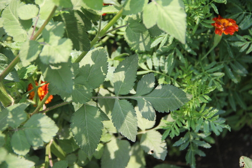 Bidens pilosa (Hairy Beggarticks) (alternate view 5)
