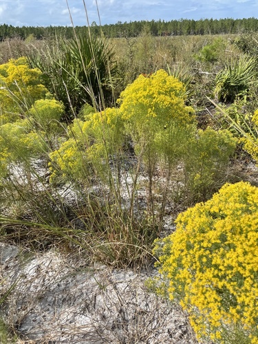 Euthamia caroliniana (slender goldentop) (alternate view 2)