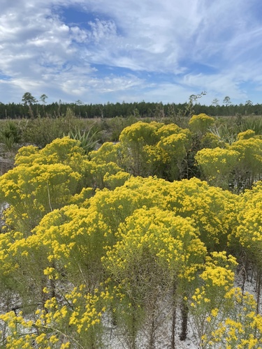 Euthamia caroliniana (slender goldentop) (alternate view 3)