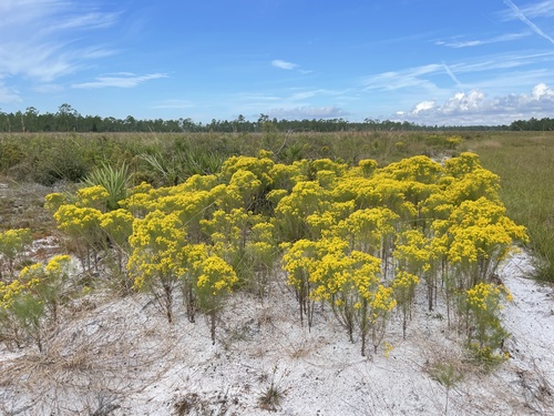 Euthamia caroliniana (slender goldentop) (alternate view 4)