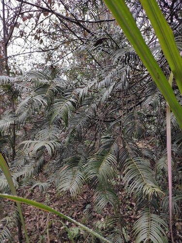 Cephalotaxus fortunei (Chinese Plum Yew)
