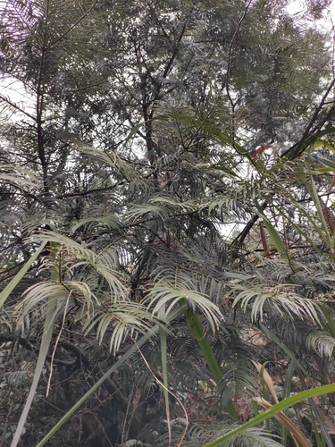 Cephalotaxus fortunei (Chinese Plum Yew)