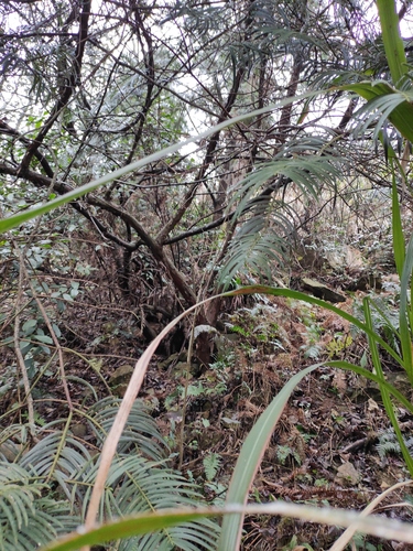 Cephalotaxus fortunei (Chinese Plum Yew)