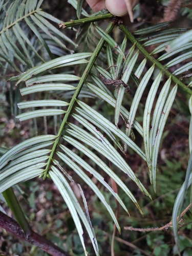 Cephalotaxus fortunei (Chinese Plum Yew)