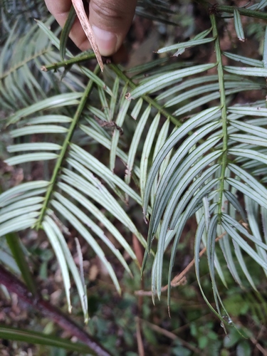 Cephalotaxus fortunei (Chinese Plum Yew)