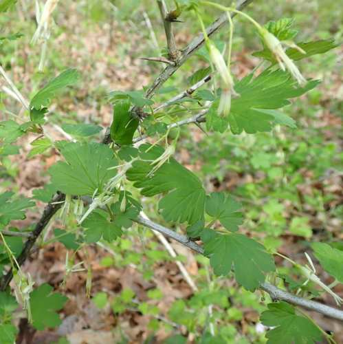 Ribes missouriense (Missouri Gooseberry) (alternate view 4)