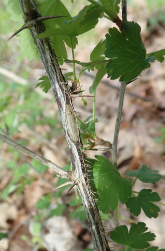 Ribes missouriense (Missouri Gooseberry) (alternate view 5)