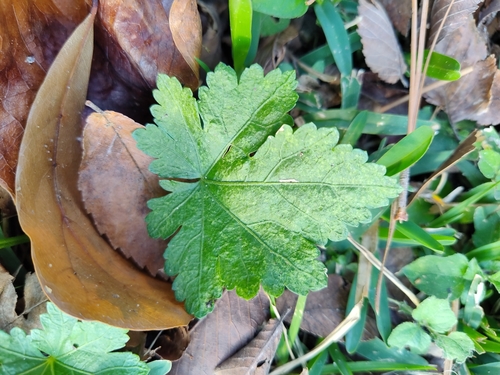 Modiola caroliniana (Bristly Mallow) (alternate view 5)