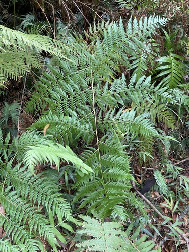 Calochlaena dubia (Common Ground Fern)