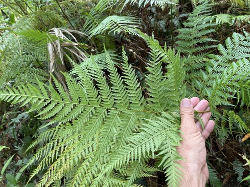 Calochlaena dubia (Common Ground Fern) (alternate view 2)
