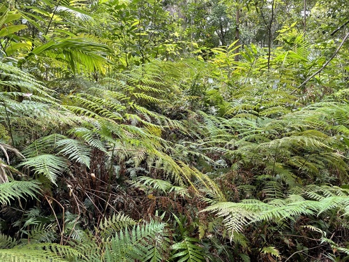 Calochlaena dubia (Common Ground Fern) (alternate view 3)