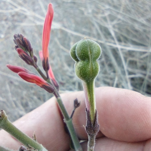 Justicia californica (chuparosa) (alternate view 5)