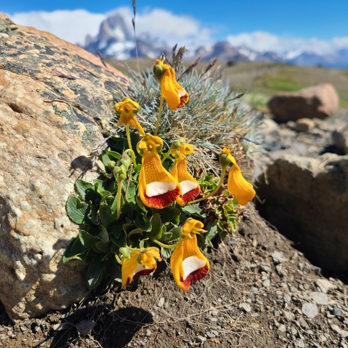 Calceolaria (Slipper flowers) (alternate view 5)