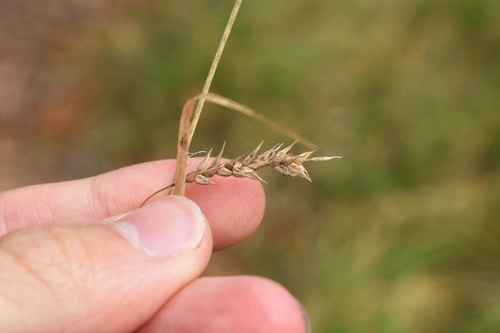 Carex cherokeensis (Cherokee Sedge)