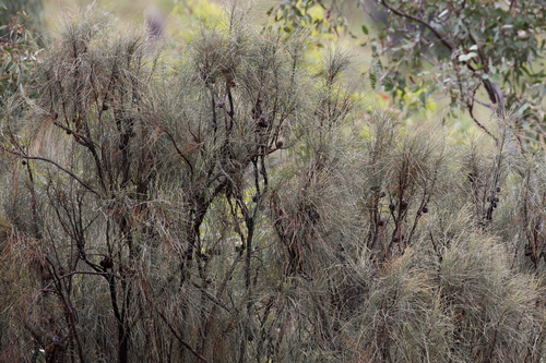Allocasuarina verticillata (Drooping She-oak) (alternate view 7)