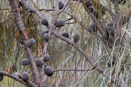 Allocasuarina verticillata (Drooping She-oak) (alternate view 6)