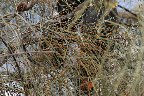 Allocasuarina verticillata (Drooping She-oak) (alternate view 8)