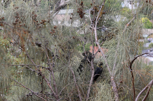 Allocasuarina verticillata (Drooping She-oak) (alternate view 9)