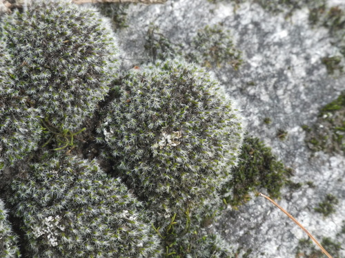 Grimmia laevigata (Grimmia Dry Rock Moss) (alternate view 4)