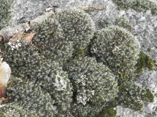 Grimmia laevigata (Grimmia Dry Rock Moss) (alternate view 5)
