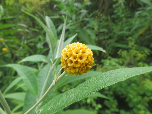 Buddleja globosa (globe butterfly bush) (alternate view 8)