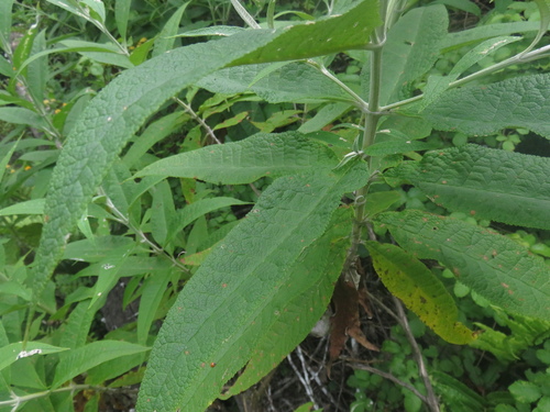 Buddleja globosa (globe butterfly bush) (alternate view 9)