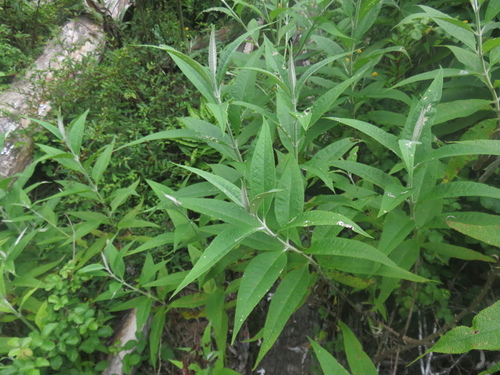 Buddleja globosa (globe butterfly bush) (alternate view 10)