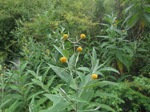 Buddleja globosa (globe butterfly bush) (alternate view 11)