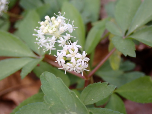 Panax trifolius (dwarf ginseng) (alternate view 3)
