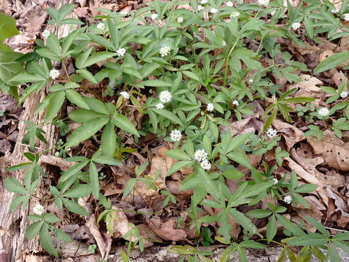 Panax trifolius (dwarf ginseng) (alternate view 4)