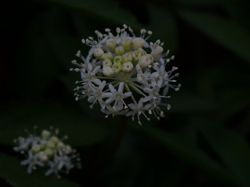 Panax trifolius (dwarf ginseng) (alternate view 2)