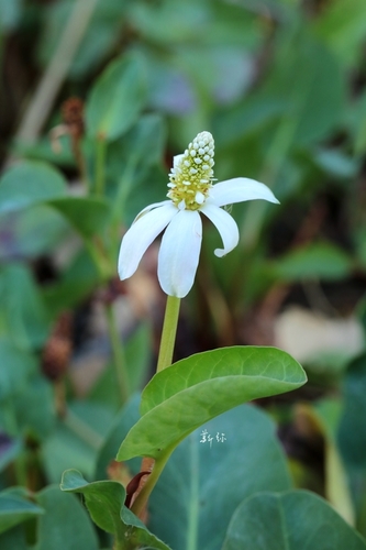 Anemopsis californica (Yerba Mansa) (alternate view 3)