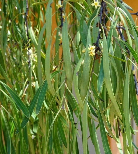 Pittosporum angustifolium (Native apricot) (alternate view 3)