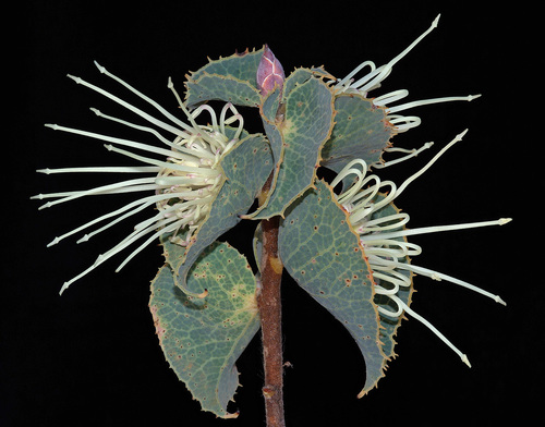 Hakea (Pincushion trees) (alternate view 5)