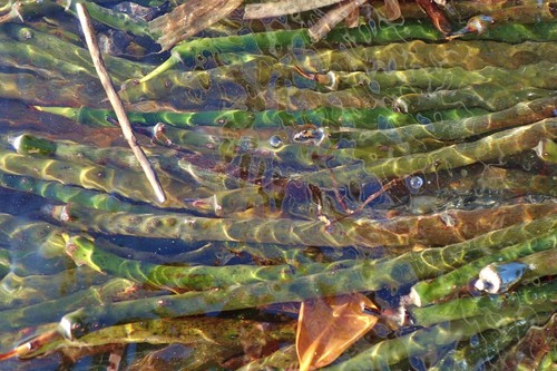 Rhizophora stylosa (spotted mangrove) (alternate view 4)