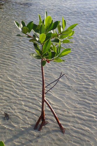 Rhizophora stylosa (spotted mangrove) (alternate view 5)