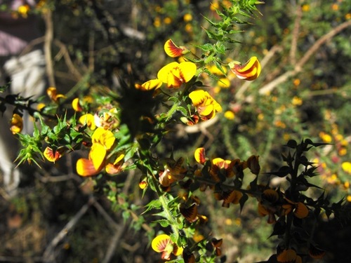 Daviesia villifera (prickly daviesia) (alternate view 5)