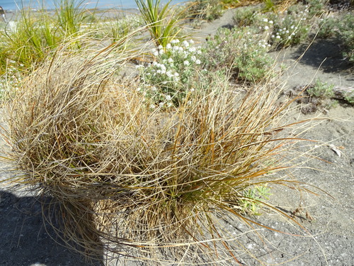 Carex testacea (orange New Zealand sedge) (alternate view 3)