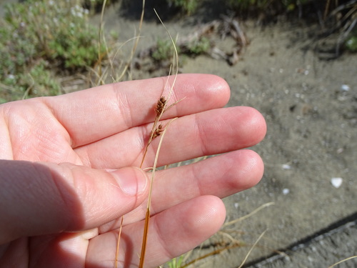 Carex testacea (orange New Zealand sedge) (alternate view 4)