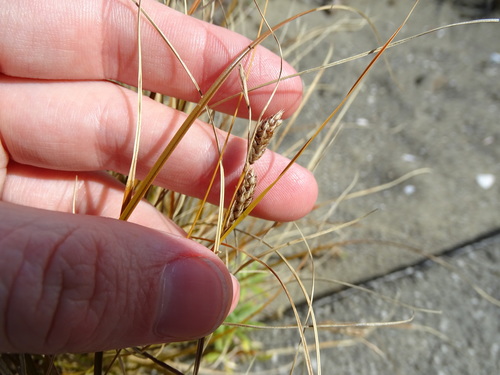 Carex testacea (orange New Zealand sedge) (alternate view 5)