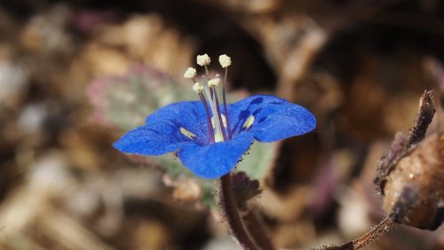 Phacelia (Scorpionweeds) (alternate view 4)